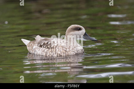 Marmoriert Ente / Petrol (Marmaronetta Angustirostris), Vereinigtes Königreich Stockfoto