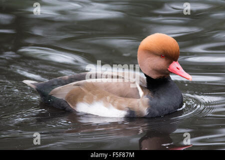 Männlichen rot-crested Tafelenten (Netta Rufina), Vereinigtes Königreich Stockfoto