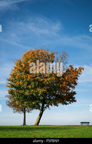 Ein einzelner Baum stehend auf einem Hügel im Herbst. Stockfoto