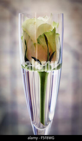 Cremige weiße Rose in ein Champagnerglas Stockfoto
