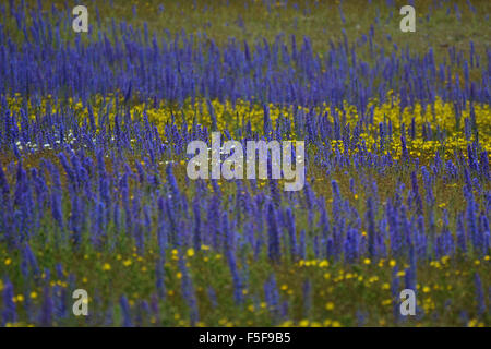 Wilden gelben Blumen und blühenden Lupinen Lupinus Polyphyllus, an der Kura Tawhiti Conservation Area, New Zealand Stockfoto