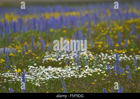 Wilden gelben und weißen Blumen und blühenden Lupinen Lupinus Polyphyllus, an der Kura Tawhiti Conservation Area, New Zealand Stockfoto