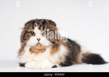 Scottish Fold Highland gerade Katze Porträt Stockfoto