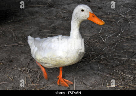 Domestizierte Ente, Anas Platyrhynchos, in Kaikoura Farm Park, Kaikoura, Südinsel, Neuseeland Stockfoto