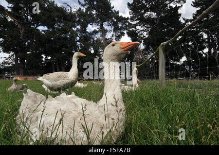 Domestizierte Ente, Anas Platyrhynchos, in Kaikoura Farm Park, Kaikoura, Südinsel, Neuseeland Stockfoto