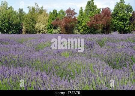 Bereich der Lavendel, Lavandula Spica, Lavendyl Lavender Farm, Kaikoura, Südinsel, Neuseeland Stockfoto