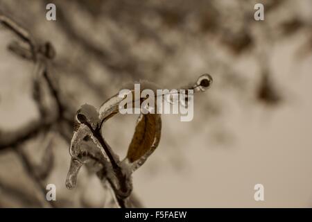 Linden-Blume umhüllt von Eis im Winter Natur. Stockfoto