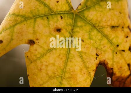 gelbe Ahornblatt im Detail (fallende Blätter im Herbst) Stockfoto
