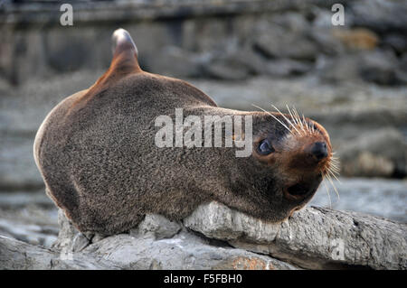 New Zealand Seebär oder Kekeno, Arctocephalus Forsteri, Kaikoura Halbinsel, Kaikoura, Südinsel, Neuseeland Stockfoto