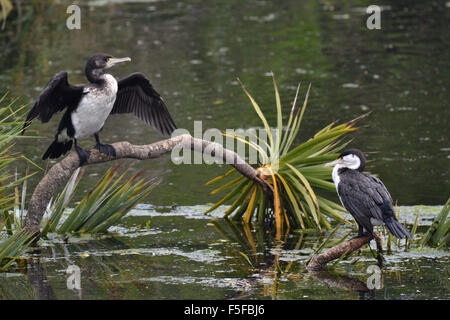 Paar Trauerschnäpper Kormorane Phalacrocorax Varius, Kaikoura, Südinsel, Neuseeland Stockfoto