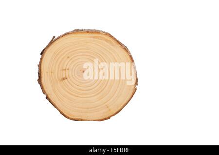 detaillierten Schnittansicht des Baumes (weißer Hintergrund) Stockfoto