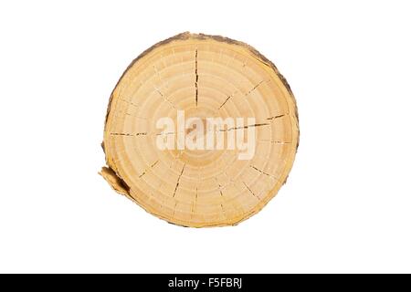 detaillierten Schnittansicht des Baumes (weißer Hintergrund) Stockfoto