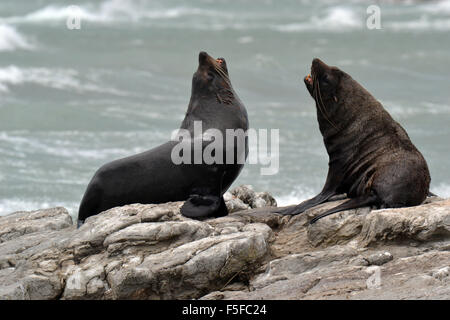 New Zealand Robben oder Kekenos, Arctocephalus Forsteri, Kaikoura Halbinsel, Kaikoura, Südinsel, Neuseeland Stockfoto