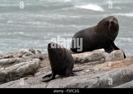 New Zealand Robben oder Kekenos, Arctocephalus Forsteri, Kaikoura Halbinsel, Kaikoura, Südinsel, Neuseeland Stockfoto