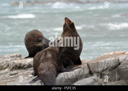 New Zealand Robben oder Kekenos, Arctocephalus Forsteri, Kaikoura Halbinsel, Kaikoura, Südinsel, Neuseeland Stockfoto