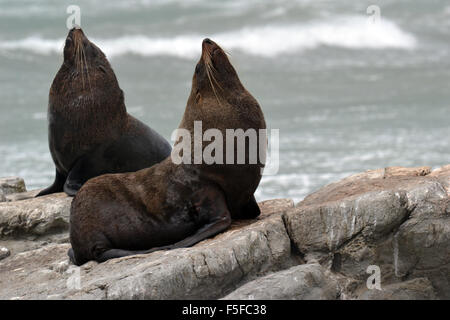 New Zealand Robben oder Kekenos, Arctocephalus Forsteri, Kaikoura Halbinsel, Kaikoura, Südinsel, Neuseeland Stockfoto