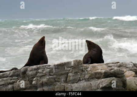 New Zealand Robben oder Kekenos, Arctocephalus Forsteri, Kaikoura Halbinsel, Kaikoura, Südinsel, Neuseeland Stockfoto