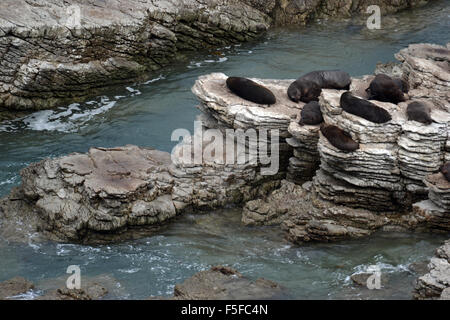 New Zealand Robben oder Kekenos, Arctocephalus Forsteri, Kaikoura Halbinsel, Kaikoura, Südinsel, Neuseeland Stockfoto