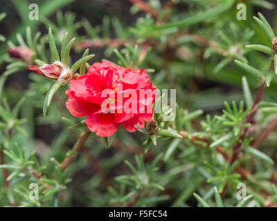 Roter Rahmen Blume im Garten. Stockfoto