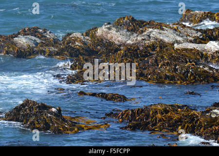 Blase oder Riesen Seetang Detail, Macrocystis Pyrifera, auf der Kaikoura Küste, Kaikoura, Südinsel, Neuseeland Stockfoto