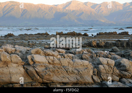 New Zealand Seebär oder Kekeno, Arctocephalus Forsteri, Kaikoura Halbinsel, Kaikoura, Südinsel, Neuseeland Stockfoto