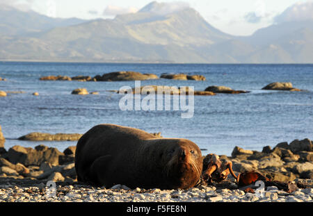 New Zealand Seebär oder Kekeno, Arctocephalus Forsteri, Kaikoura Halbinsel, Kaikoura, Südinsel, Neuseeland Stockfoto