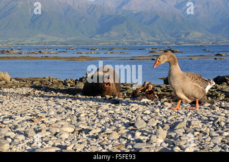 New Zealand Seebär, Arctocephalus Forsteri, bemerkt wie Graugans Anser Anser,, Kaikoura, Neuseeland Spaziergänge Stockfoto