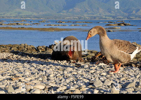 New Zealand Seebär, Arctocephalus Forsteri, bemerkt wie Graugans Anser Anser,, Kaikoura, Neuseeland Spaziergänge Stockfoto