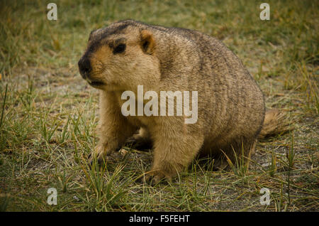 Murmeltier / Marmot genommen in Indien Stockfoto