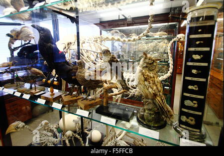 Erhaltene zoologische Exemplare auf dem Display in Vitrinen im Inneren des Alfred-Denny-Museums an der Universität von Sheffield, UK Stockfoto