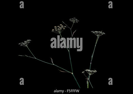 Anthriscus Sylvestris Ravenswing, Kuh-Petersilie, in Mallorca, Balearen, Spanien. Stockfoto