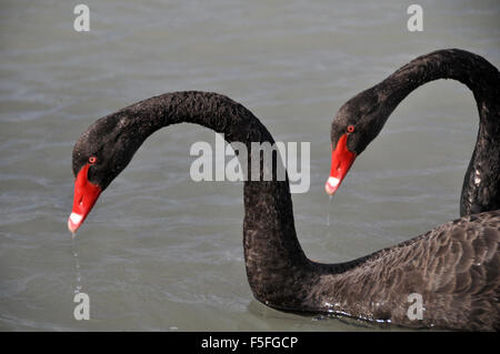 Zwei schwarze Schwäne, Cygnus olor, Lake Rotorua, Neuseeland Stockfoto