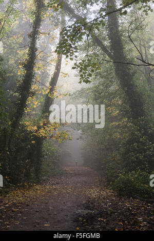 Parkland gehen in Highgate an einem nebligen Morgen, London, UK Stockfoto