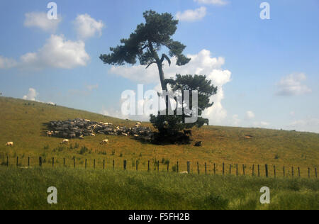 Schafe suchen Schatten Schutz unter Baum in der Nähe von Hobbingen Film-Set, Matamata, Nordinsel, Neuseeland Stockfoto