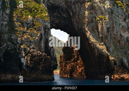 Torbogen Island, Tawhiti Rahi, Poor Knights Islands Natur Reservat, Bay of Islands, Nordinsel, Neuseeland Stockfoto