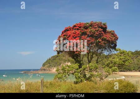 New Zealand Weihnachtsbaum oder Pohutukawa, Metrosideros Excelsa, Matapouri Beach, North Island, Neuseeland Stockfoto