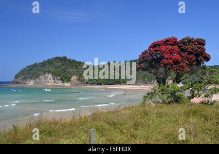 New Zealand Weihnachtsbaum oder Pohutukawa, Metrosideros Excelsa, Matapouri Beach, North Island, Neuseeland Stockfoto