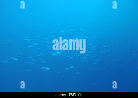 Schule der blauen Maomao Döbel, Scorpis Violacea, Arme Ritter Inseln Nature Reserve, Bay of Islands, Neuseeland Stockfoto