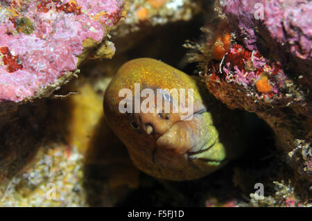 Gelbe Muräne, Gymnothorax Prasinus, Arme Ritter Inseln Nature Reserve, Bay of Islands, Neuseeland Stockfoto