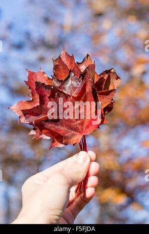 Rote Herbst Blatt in der Hand der Mädchen mit Herbst Farben im Hintergrund Bokeh. Stockfoto