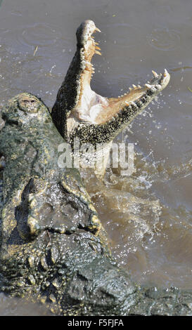Krokodil anzugreifen. Kubanische Krokodil (Crocodylus Rhombifer). Das kubanische Krokodil springt aus dem Wasser. Kuba. Stockfoto