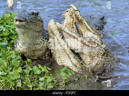 Krokodil anzugreifen. Kubanische Krokodil (Crocodylus Rhombifer). Das kubanische Krokodil springt aus dem Wasser. Kuba. Stockfoto