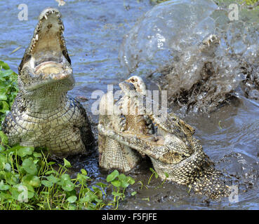 Krokodil anzugreifen. Kubanische Krokodil (Crocodylus Rhombifer). Das kubanische Krokodil springt aus dem Wasser. Kuba. Stockfoto