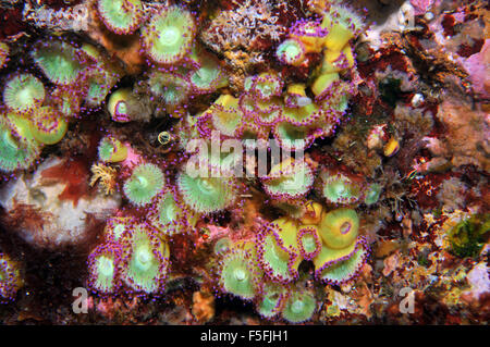 Anthozoans Juwel Anemonen, Corynactis Viridis, Arme Ritter Inseln Nature Reserve, Bay of Islands, Neuseeland Stockfoto