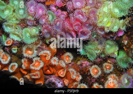 Vielfalt der Anthozoans Juwel Anemonen Corynactis Viridis, Arme Ritter Inseln Nature Reserve, Bay of Islands, Neuseeland Stockfoto