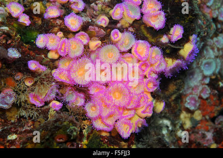 Anthozoans Juwel Anemonen, Corynactis Viridis, Arme Ritter Inseln Nature Reserve, Bay of Islands, Neuseeland Stockfoto