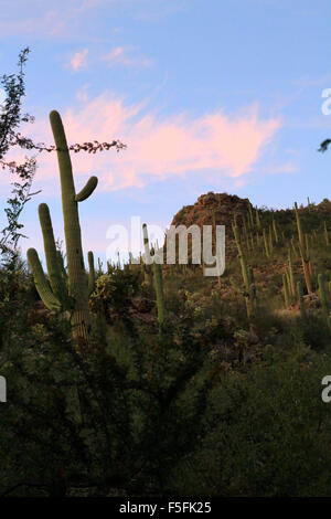 Saguaro-Kaktus in der Wüste in der Region von Sabino Canyon in Tucson, Arizona Stockfoto