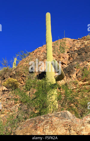 Saguaro-Kaktus in der Wüste in der Region von Sabino Canyon in Tucson, Arizona Stockfoto