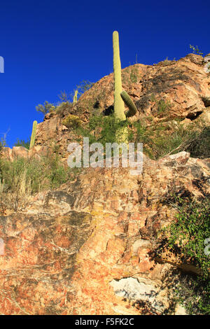 Saguaro-Kaktus in der Wüste in der Region von Sabino Canyon in Tucson, Arizona Stockfoto