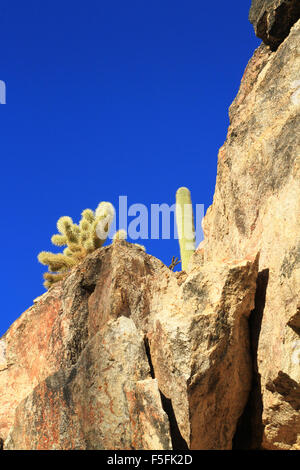 Saguaro-Kaktus in der Wüste in der Region von Sabino Canyon in Tucson, Arizona Stockfoto